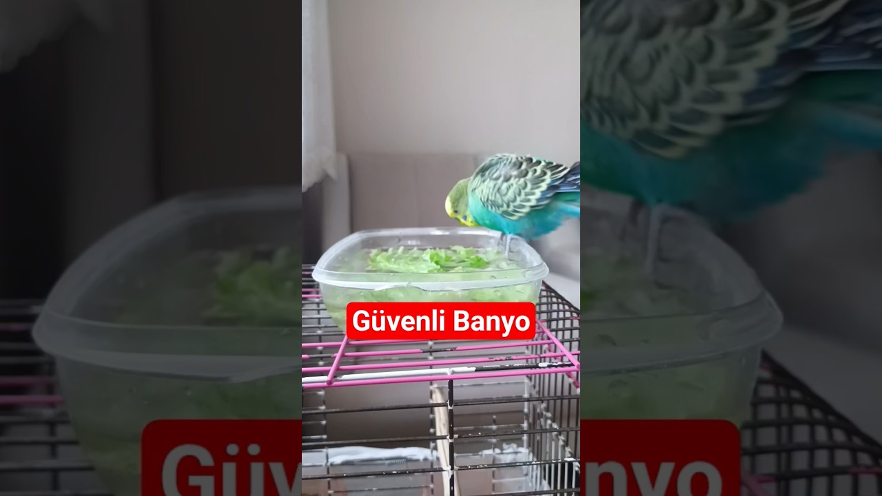 🐦 Muhabbet kuşunuza Banyo Yaparken Nelere Dikkat Edilmeli? #parrot #budgies #birdsong #muhabbetkuşu
