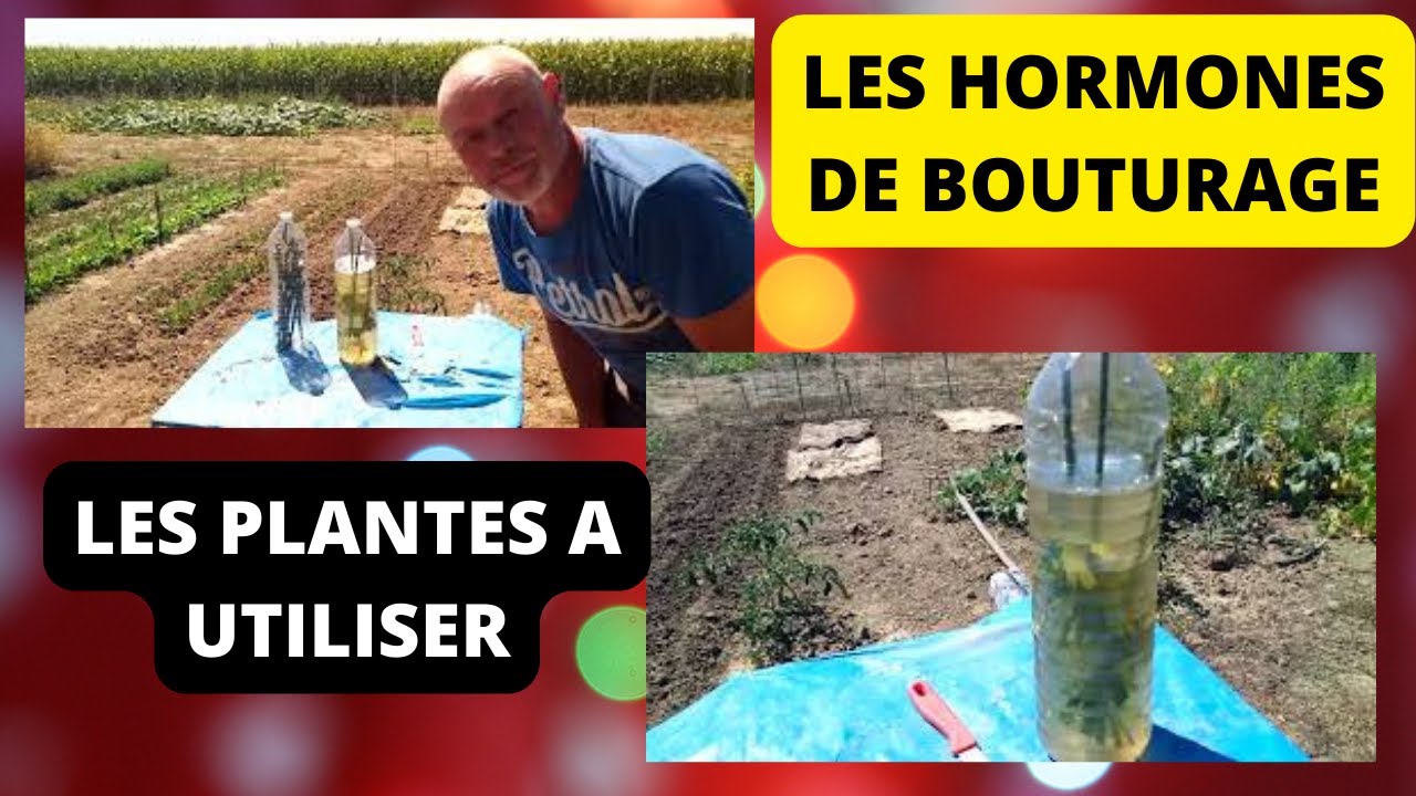 Comment utiliser les hormones de bouturage naturel - YouTube