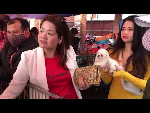 Đầu năm đón lộc tranh nhau mua Chó phốc sóc chó Poodle và những giống chó khác/Chợ Hàng Hải Phòng