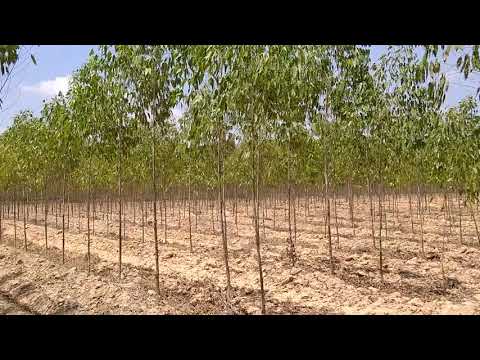 วีดีโอ: ต้นยูคาลิปตัสและลม - วิธีป้องกันหรือรักษาความเสียหายจากลมของต้นยูคาลิปตัส