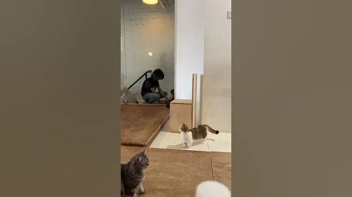 Watch the video about Munchkin #cat #catvideos #cutecat #shorts