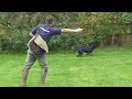 Gundog training: Teaching directions