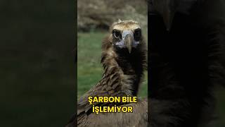 Akbaba Şarbonlu Leşi Nasıl Yiyip Ölmüyor?