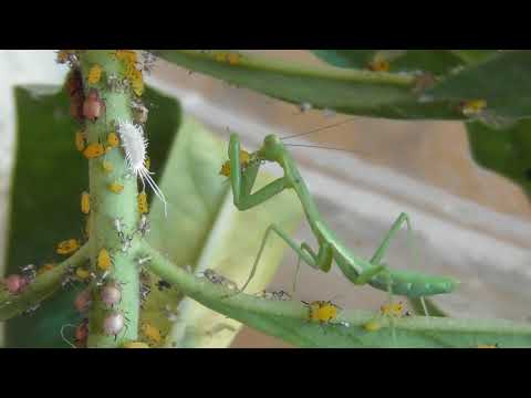 Small Praying Mantis eating aphids