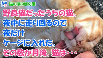 ぬこ Youtube