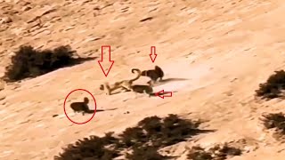 Snow leopard destroys a pack of Tibetan Mastiffs!!! by Paws Channel 23,206 views 2 months ago 4 minutes, 3 seconds