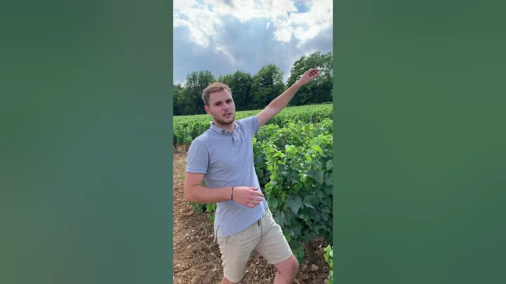 Pierre Girardin - Puligny Montrachet Folatires
