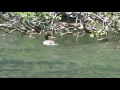 Reuniting Baby Mergansers with a mom 6 28 17