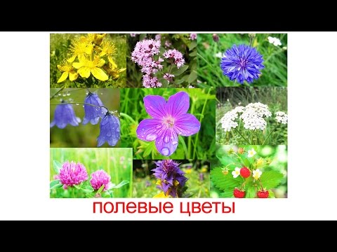 Лайки на аву, фото и подписчики ВКонтакте и Snapster Лайки на аву, фото и подписчики ВКонтакте и Snapster