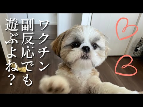 【シーズー子犬 あいす】コロナワクチン3回目副反応にマイペースすぎる子犬 Side effects from Covid vaccine andfreewheeling puppy