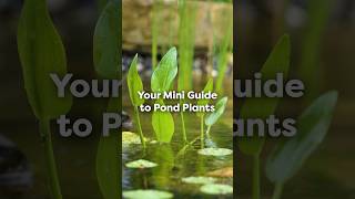 Your Mini Guide To Pond Plants