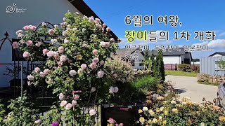 [전원생활 브이로그] 수입 장미 36종... 꽃 보고 골라잡아요~ (장미추천)