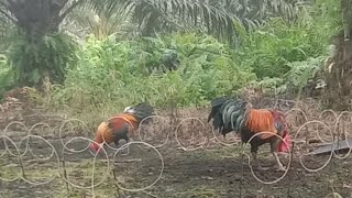 RAYUAN PIKAT !!! membuat ayam hutan mondar mandir