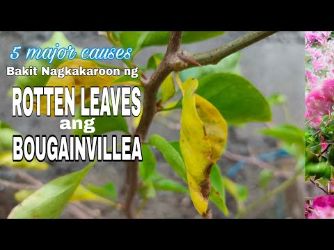 Video: Bougainvillea: Paano Lumalaki Ang Isang Houseplant? Bakit Nahuhulog Ang Mga Dahon At Bract? Paglalarawan Ng Uri Ng Bougainvillea Na Hubad