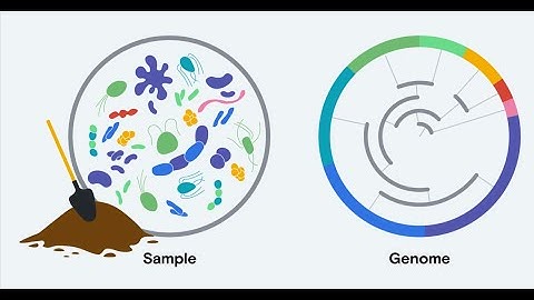 Introduction to Metagenomics (1 Minute Microlearning)
