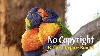 [Musik Bebas Hak Cipta] Kicau Burung | Bebas Royalti, Musik Latar Belakang Gratis, Suara Rimba yang Menenangkan