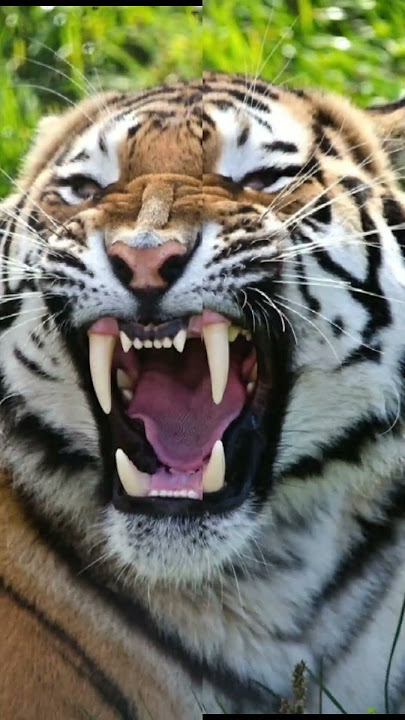 jedak jeduk harimau dan harimau putih