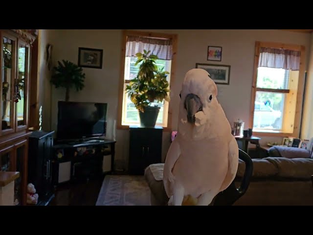 What Does A Cockatoo Do While You Vacuum? class=