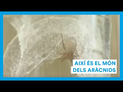 Vídeo: Les aranyes són insectes o aràcnids?