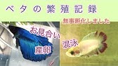 Dancing Fish ベタの求愛ダンス Be My Love Youtube