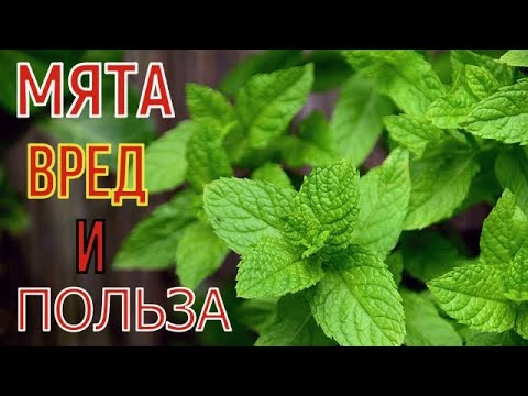 Мята - трава с "холодком". Какой эффект от мяты