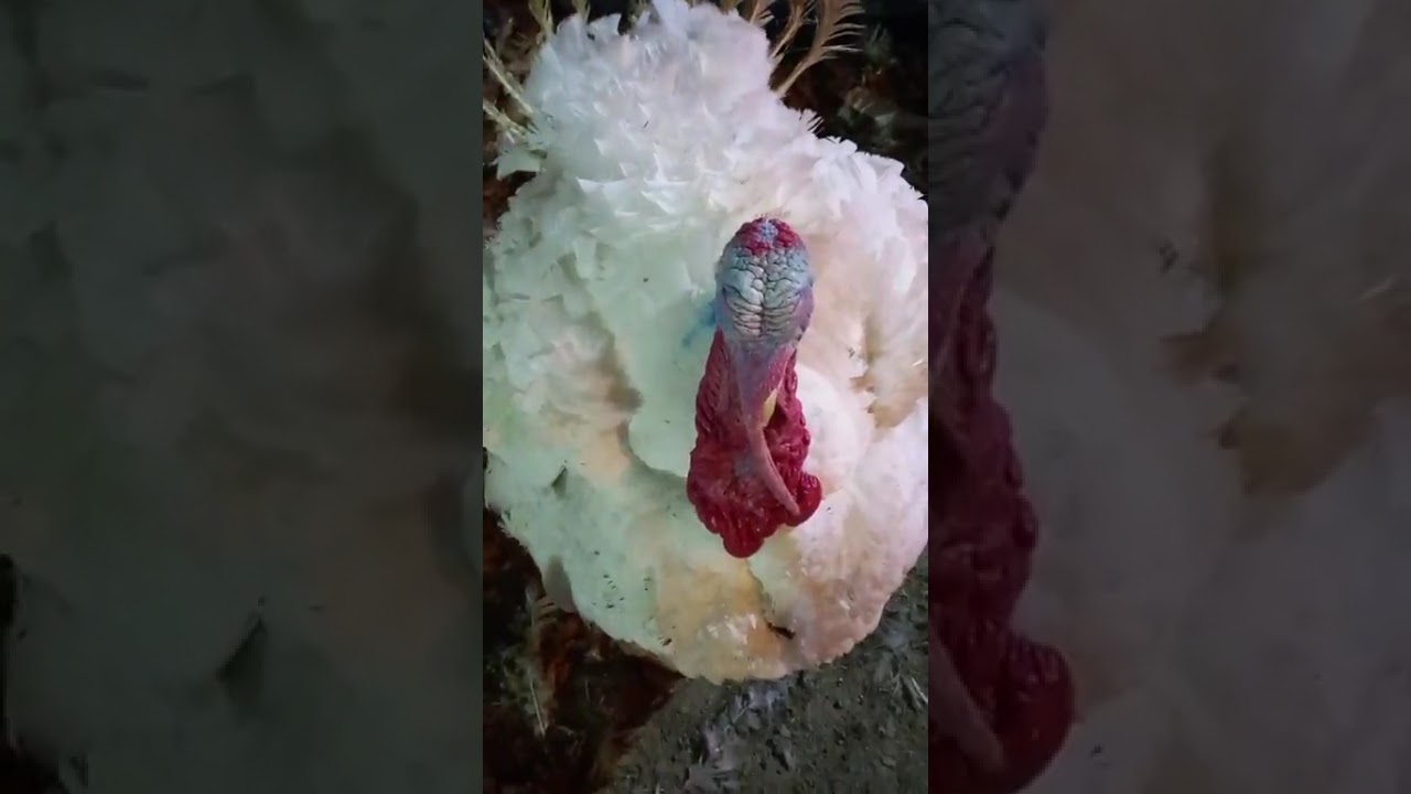 مباشرة من قلب سوق الدواجن بالجملة بالدار البيضاء....بيبي طلع فالثمن وهابشحال غادي تشريه للكيلو