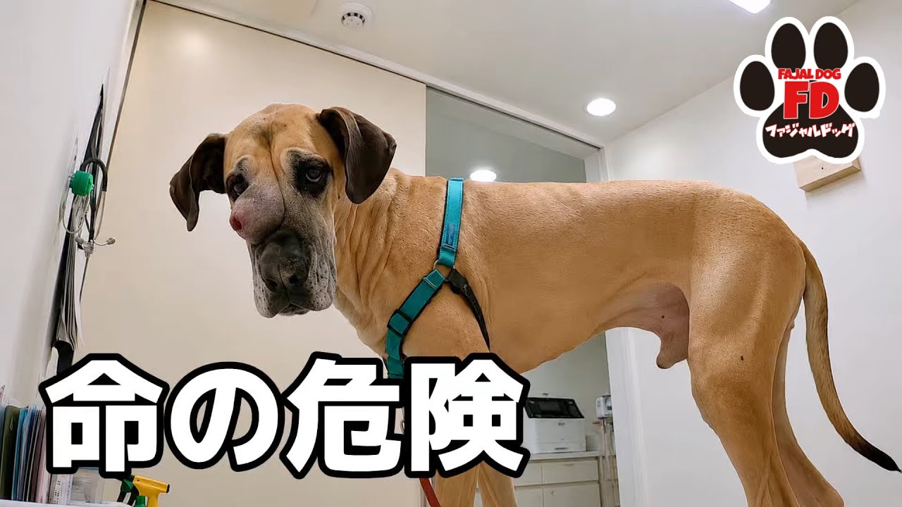 Giant Dog Breed] Waking Up From General Anesthesia and the Reality