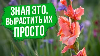 картинка: Долгое цветение гладиолусов - это возможно! Все, что нужно знать о выращивании гладиолусов.