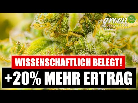 Update Mehr ERTRAG durch Lollipopping! |Die Auswertung mit Zahlen und Fakten