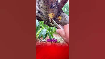 Sâu đục thân #kythuatcaytrong #caytrongcogivui #caytrong