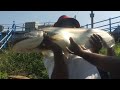 Amazing big patan fish unique fisn trap//Big valuga fishing hydrabad