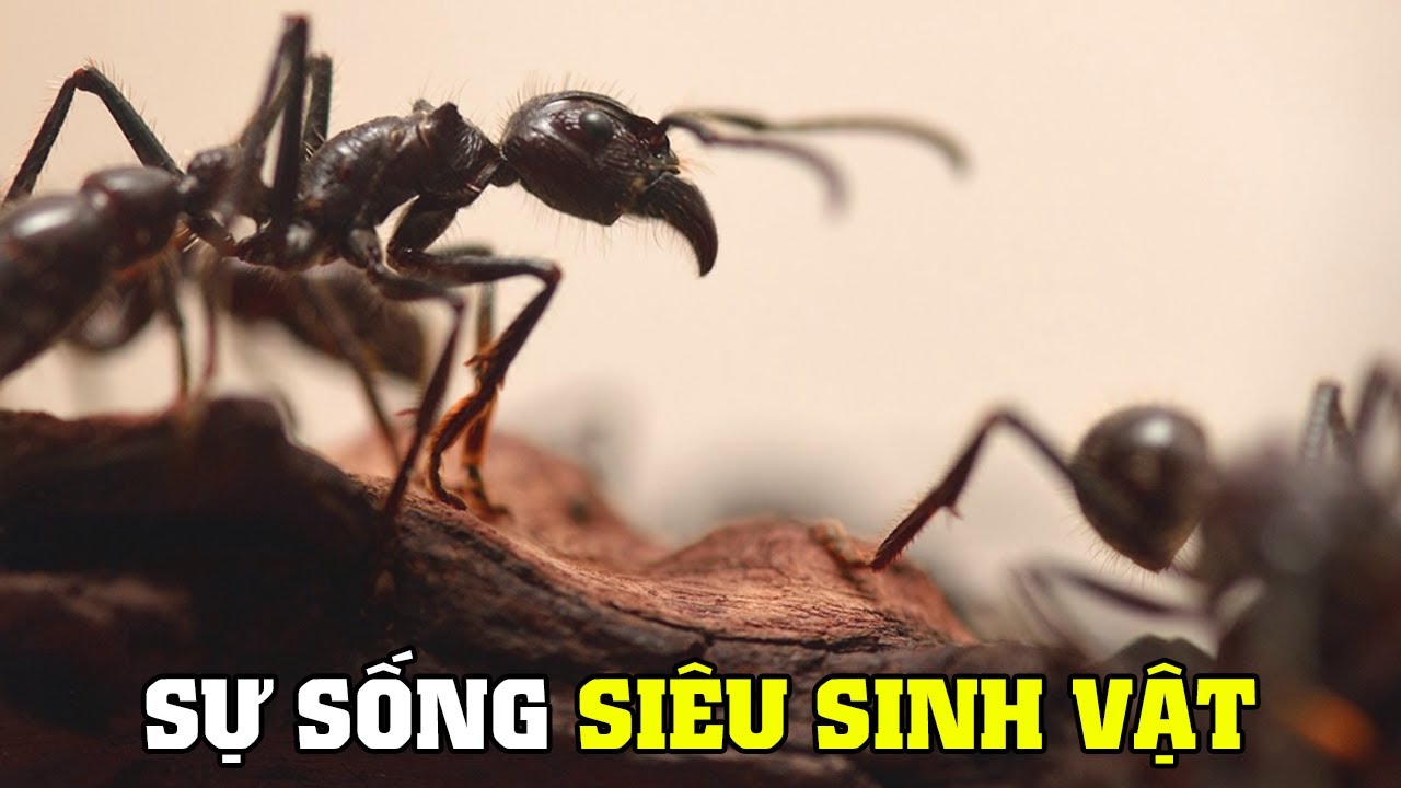 Xã Hội Của Loài Kiến | Khám Phá Thế Giới Động Vật Hoang Dã