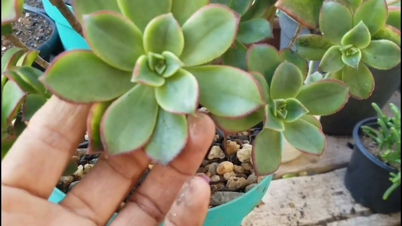 Húmus de minhoca em suculentas, replante do aeonium Kiwi.