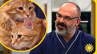 Veterinären: Så går det till när du kastrerar din katt - Nyhetsmorgon (TV4)