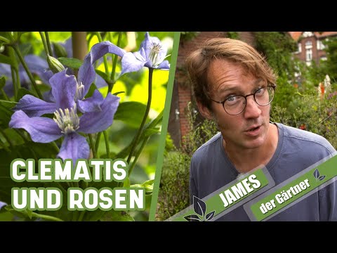 Video: Rose Amnesia: Beschreibung und Foto
