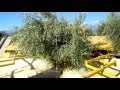 AFRON olive harvesting machine