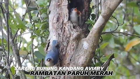 Sarang burung rambatan paruh merah kandang aviary 