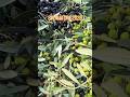 Raccolta olive 2025 #shortvideo #agricoltura #agriculture #olivetree