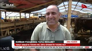 Gözde Özyürek - Kurban Bayrami Öncesi̇ Kurban Pazarinda Hareketli̇li̇k