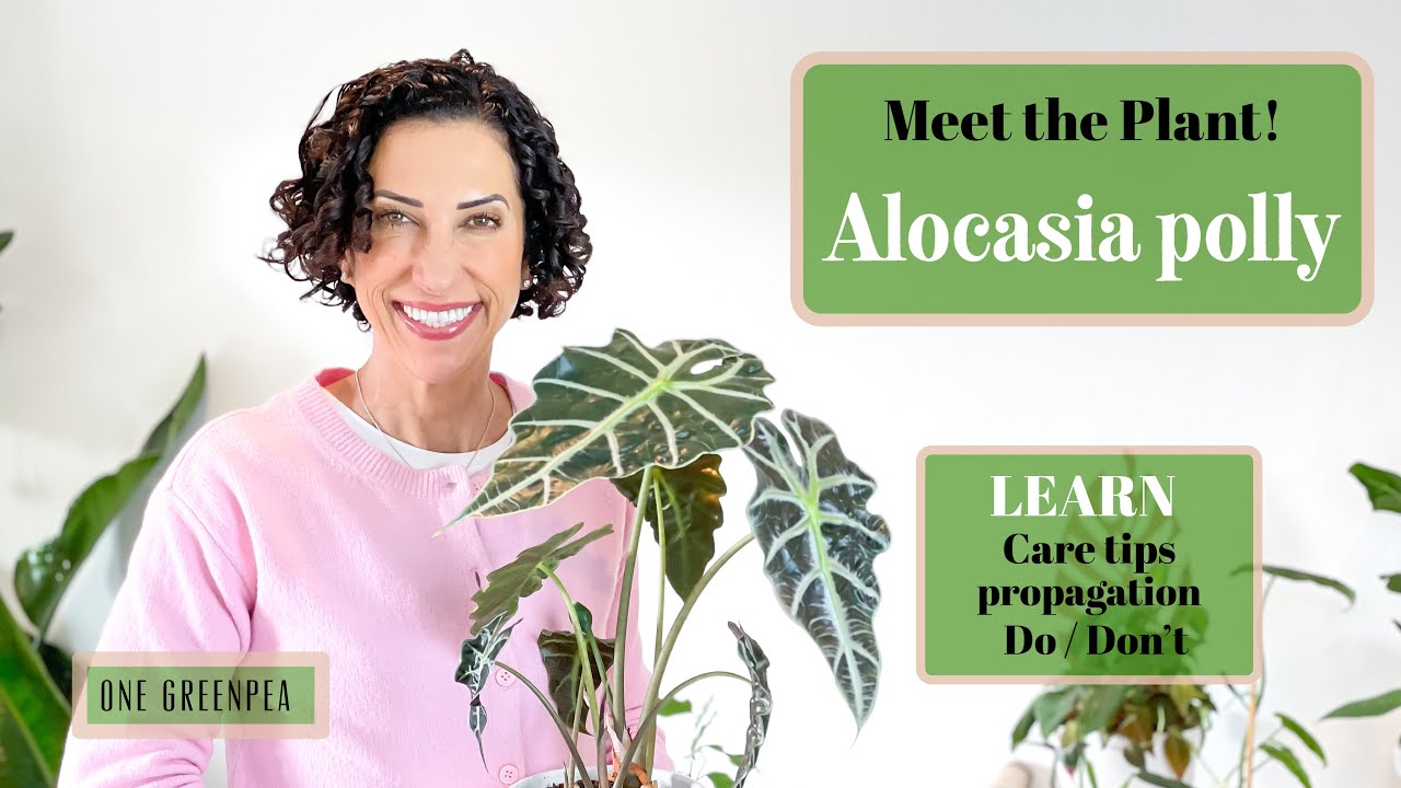 Alocasia polly :: all you need to know to grow & propagate this fun & funky plant