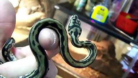 stripped coastal carpet python