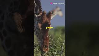5 Amazing Facts about Giraffes!