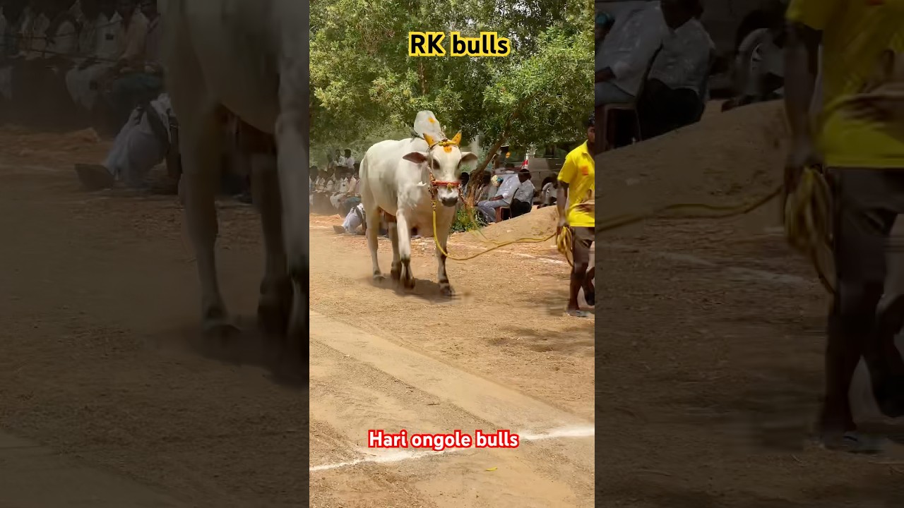 RK bulls ! Samarasimha 🔥Don🔥