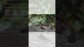 Download Lagu Quotes || Kato Kato Minang #shorts #shortvideo #short MP3