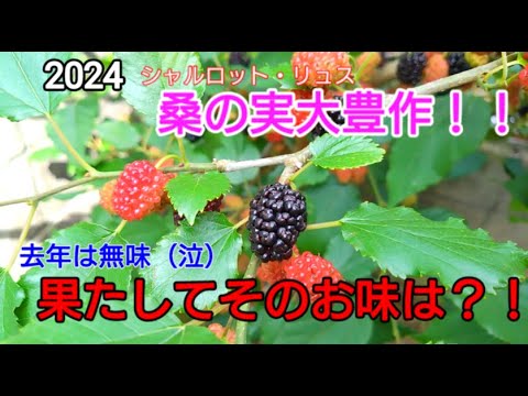 長桑四季なり桑苗確認用