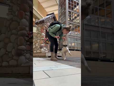 Pitty Puppy “Donut” l Obedience Training SE MI l DogLadyKatie