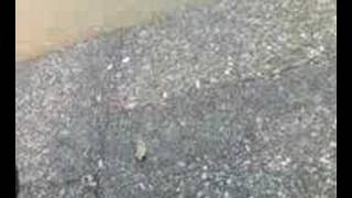 Ebru Gundes - Saygilarimla Resimi