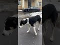 Алабай