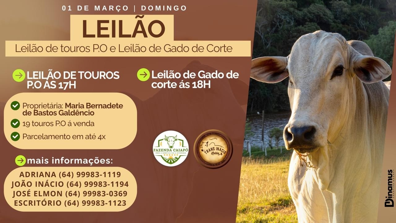 Leilão de Gado em MORRINHOS-GO, 01/03/2026  TransInácio Leilão - 17:00 Hs - Presencial e virtual.