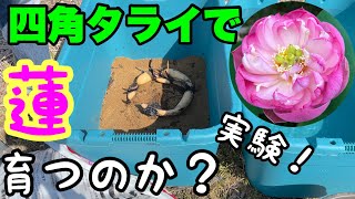 【睡蓮農園】四角いタライで蓮(ハス)は育つのか？蓮で実験！睡蓮農園で蓮も育てていく！メダカ睡蓮ビオトープ